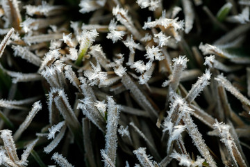 Macro of First Frozen Grass Frost of Winter