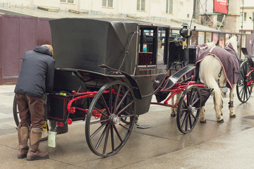 Traditional carriage of two horses on the old street in Vienna, Austria. Heads of horses in harness close up