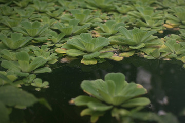 green leaves in the water