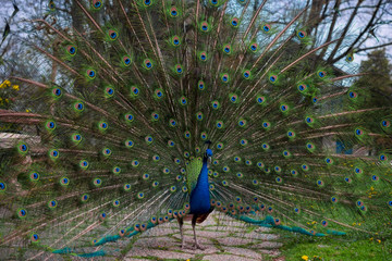 Obraz premium peacock with feathers out