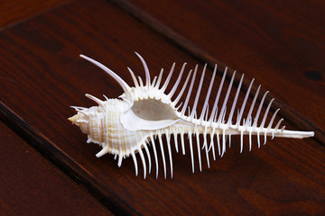 Beautiful big shell