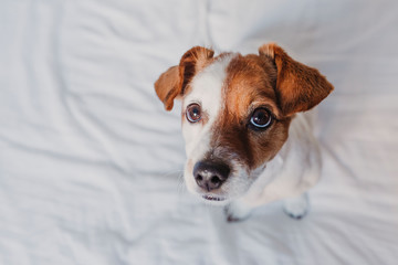 close up portrait of a cute small dog sitting on bed. white background. pets indoors