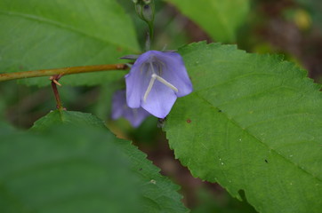 Fleur