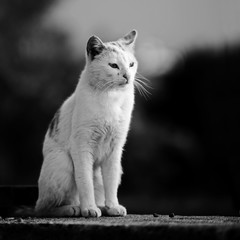 Fototapeta na wymiar Lonely stray cat