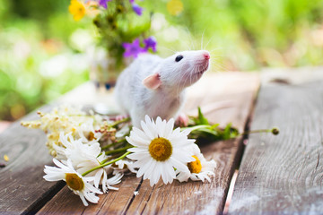 Pet. A small rat is sitting in a bouquet of flowers on a wooden table on a Sunny summer day.