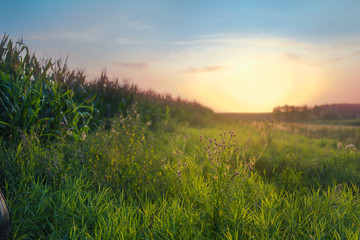 Beautiful field at sunset in summer. Landscape