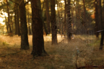 Spider sits on a web in a bright yellow sunny day in a pine forest