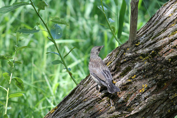 Juvenile fieldfare (Turdus pilaris) on tree trunk, Belarus