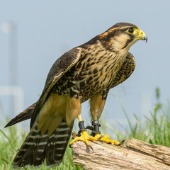 Aplomado Falcon (Falco femoralis)