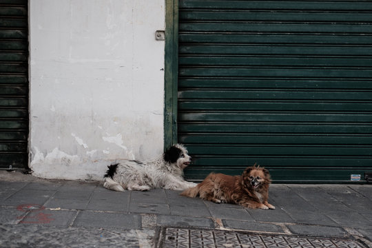 Hunde