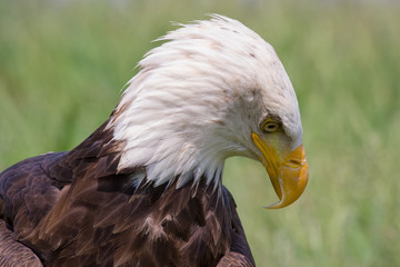 Head of a bald eagle