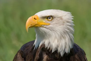 Foto op Plexiglas Bald eagle portrait © Ed Steenhoek