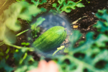 Obraz premium Study of nature. Looking through a magnifying glass the growth of a small watermelon in the garden on a Sunny summer day. Training