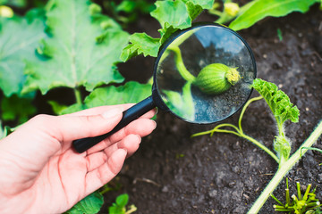 Study of nature. Looking through a magnifying glass the growth of a small watermelon in the garden...