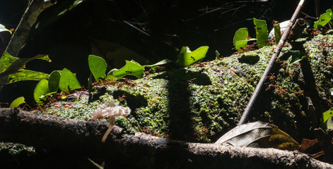 Amazon Rainforest Insect