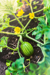 Study of nature. Looking through a magnifying glass the growth of a small watermelon in the garden on a Sunny summer day. Training