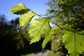Blaetter durchschienen von der Sonne, Blades shined from the sun