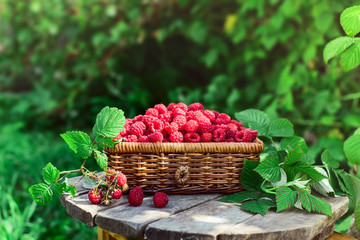 Harvest. Ripe raspberries in a wicker basket in the garden on a Sunny summer day. Natural dessert.