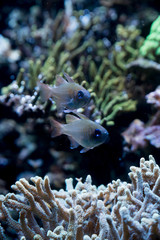 Fototapeta na wymiar Kleine Fische und Korallen im Aquarium