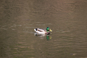 Duck mallard