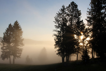 Sunrise through trees and fog