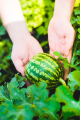 Harvest. A small watermelon in the hands on a summer day. Growing watermelon.