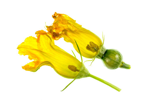 Pumpkin Flower – Male And Female Anatomy