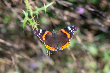 Nymphalidae / Atalanta / Red Admiral / Vanessa atalanta