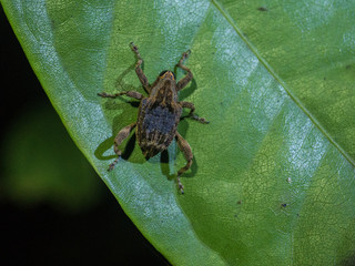 Amazon Rainforest Insect