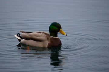 Beautiful Mullard Duck on lake, Plitvice Croatia