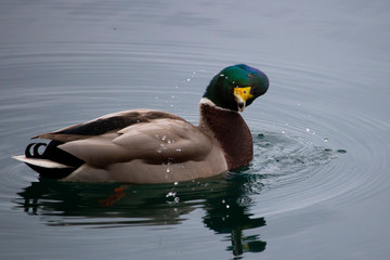Beautiful Mullard Duck on lake, Plitvice Croatia