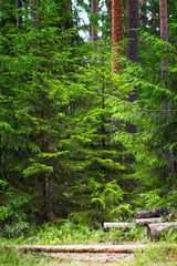 Green trees in the forest