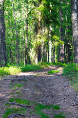 Obraz premium Forest trail in the coniferous forest