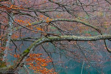 Focus in tree on wood, Plitvice Croatia