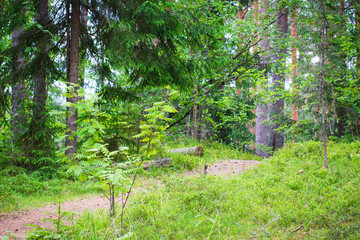 Forest trail in the coniferous forest