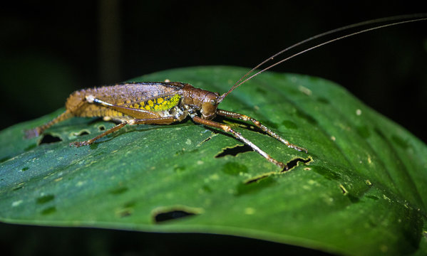 Amazon Rainforest Insect