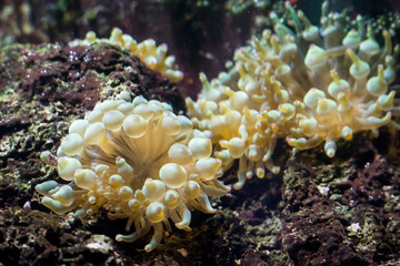 Gelbe Korallen im Aquarium