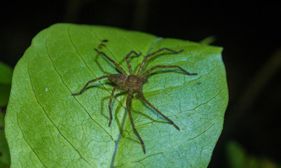 Amazon Rainforest Insect