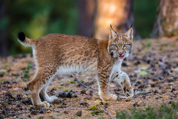 Junger Luchs geht durch den herbstlichen Wald © Klaus Brauner