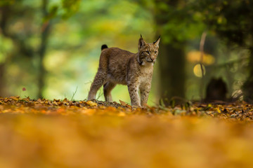 Junger Luchs steht im herbstlichen Wald