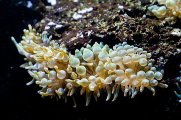 Gelbe Korallen im Aquarium