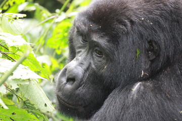 Frei lebende Gorilla in Uganda Portraitaufnahmen