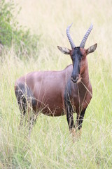 Naklejka na ściany i meble Antilope in Uganda Afrika - Im Hohen Gras stehend