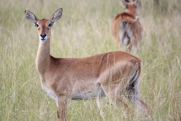 Naklejka na ściany i meble In die Kamera blickende Antilope in Uganda Afrika