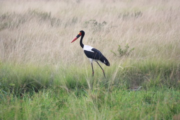 Schwarzer Storch in Wiese - Uganda Afrika
