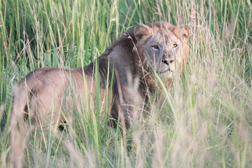Löwe im Gras in Afrika