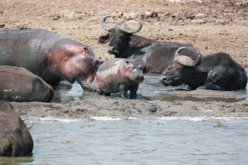 Flusspferd Nilpferd Baby im Wasser stehend