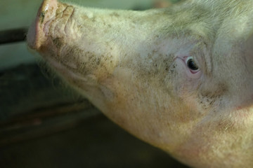 Close-up of a big sow head.