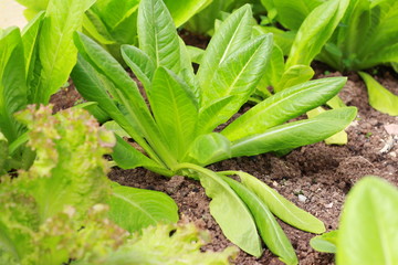 Obraz premium young green lettuce in the garden
