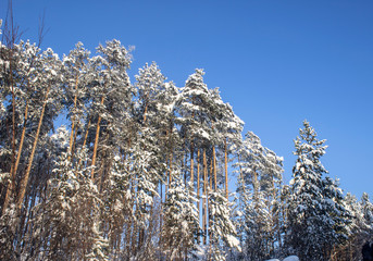 Pine forest, bottom view